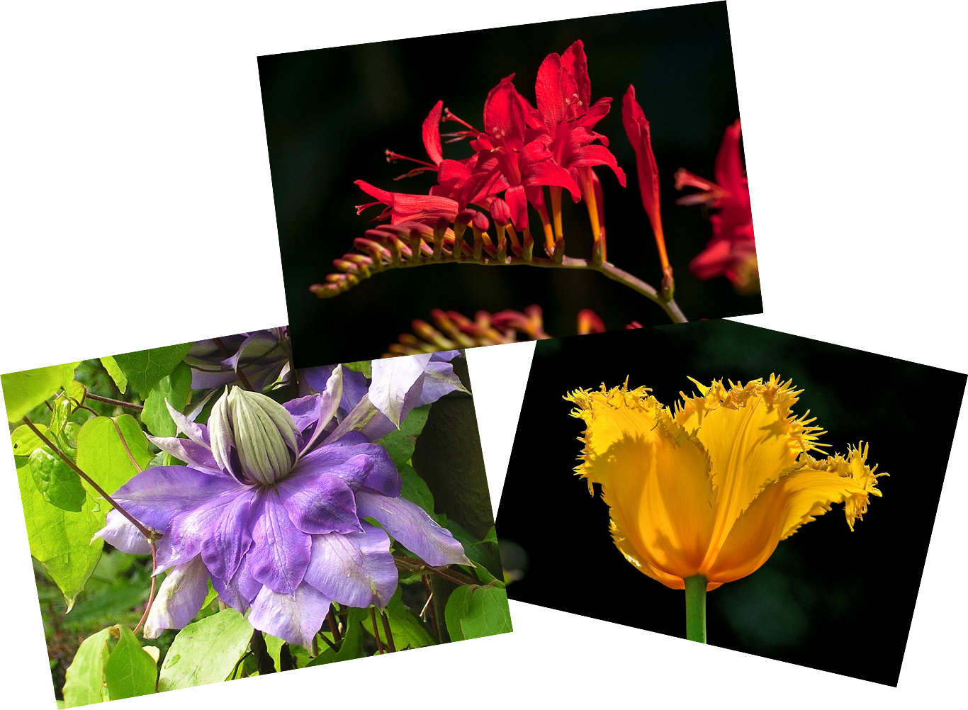 bloemenalbum